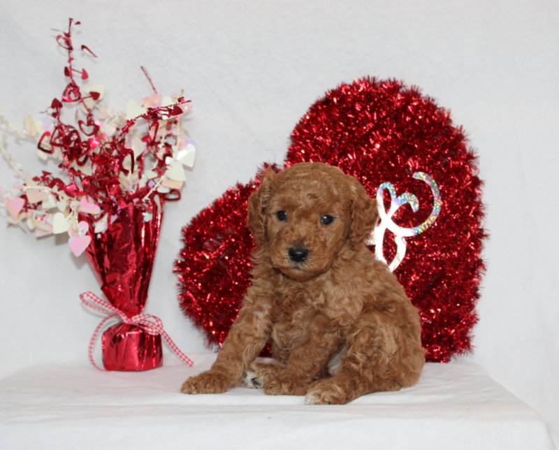 puppy, for, sale, Mini Berndoodle F2B, Matthew B. Stoltzfus, dog, breeder, Gap, PA, dog-breeder, puppy-for-sale, forsale, nearby, find, puppyfind, locator, puppylocator, aca